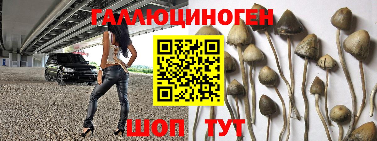 Баксан  Псилоцибиновые грибы мицелий  Псилоцибиновые грибы Psilocybine cubensis  Вход с VPN 